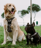 Set de Paseo - Leopard