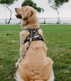 Set de Paseo - Leopard