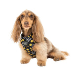 Arnés I'm Anti Social