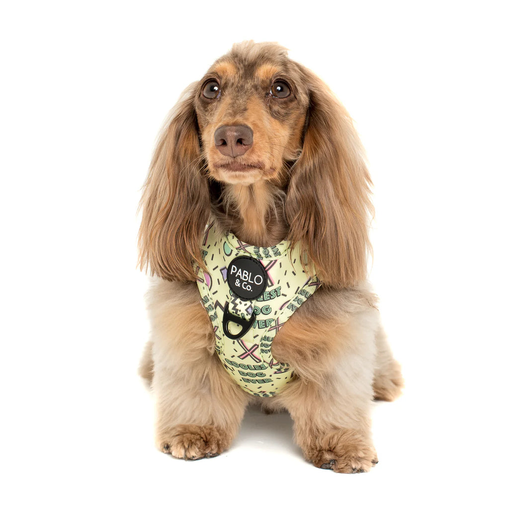 Arnés Coolest Dog Ever