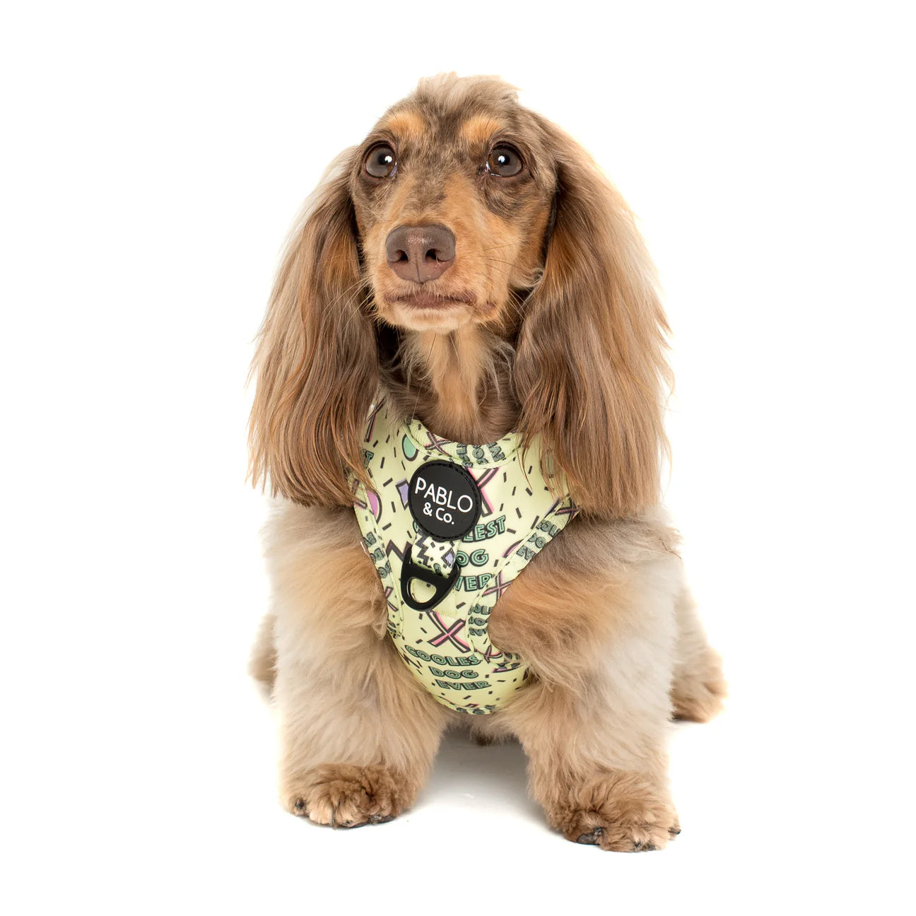 Arnés Coolest Dog Ever